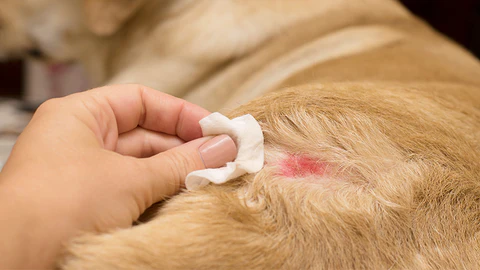 درمان زخم بستر حیوانات خانگی